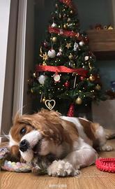 Cavalier king disponibile per monta