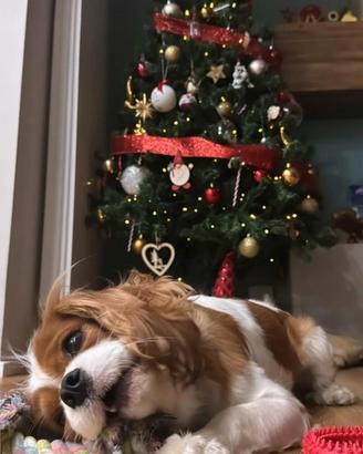 Cavalier king disponibile per monta