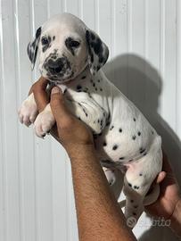 Cuccioli Dalmata