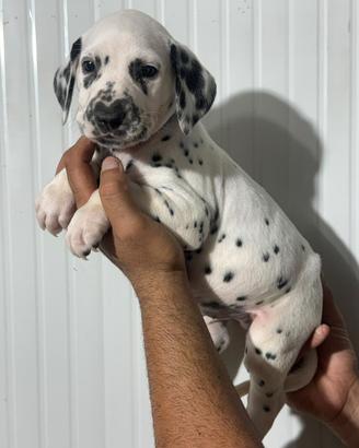 Cuccioli Dalmata