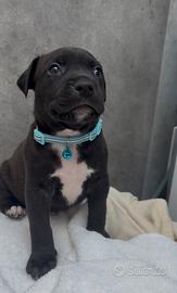 Pitbull XXL Black Nose