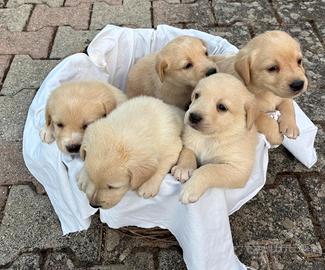 Cuccioli di Labrador