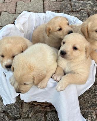 Cuccioli di Labrador