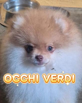 Splendidi volpini di Pomerania - spitz tedesco