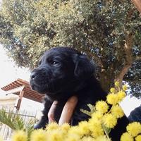 Cuccioli con Pedigree di Labrador