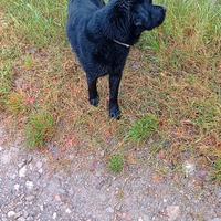 Labrador maschio per monte