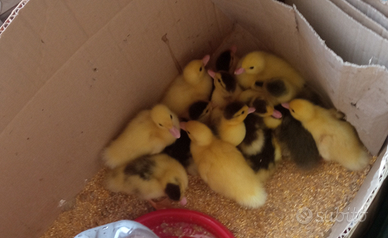 Anatroccoli di anatre Mute