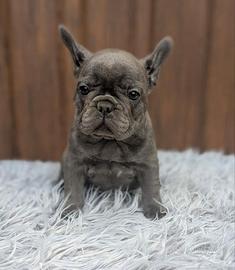 Bulldog francesi blu tan merle