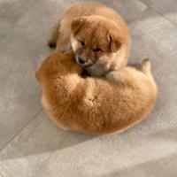 Cuccioli shiba-inu