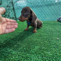 Cucciolli di bassotto cioccolatto