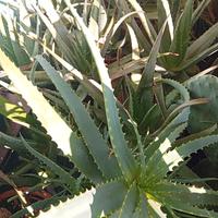 Aloe vera