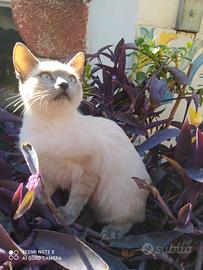 Piccola gattina siamese