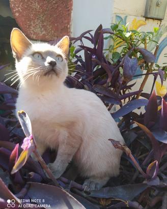 Piccola gattina siamese