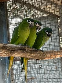 Pappagallo Ara Nobilis 2025 non sessati