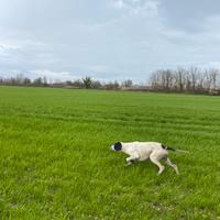 Pointer pronta caccia