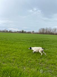 Pointer pronta caccia