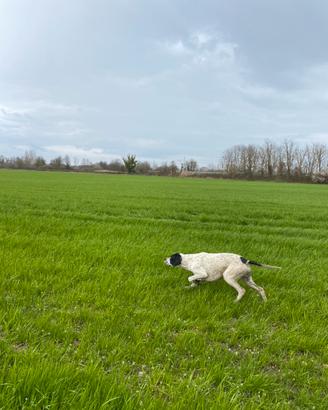 Pointer pronta caccia