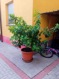 limone
