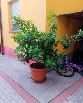 limone