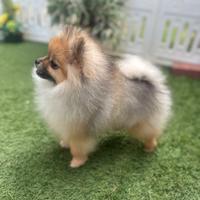 Volpino di pomerania