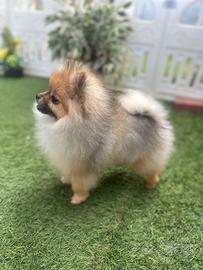 Volpino di pomerania