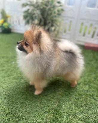 Volpino di pomerania