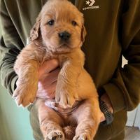 Golden Retriever Americani