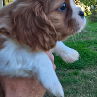 Cavalier king charles spaniel