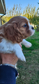 Cavalier king charles spaniel