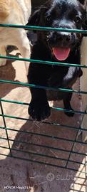 Labrador