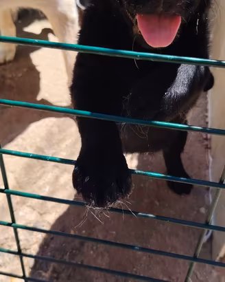 Labrador
