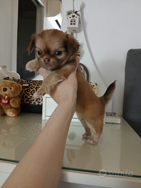 Cucciola chihuahua