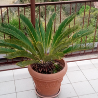 Cicas cycas 20 anni