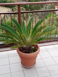 Cicas cycas 20 anni