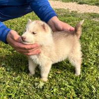 Cucciola di husky