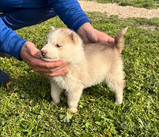 Cucciola di husky
