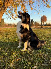 Pastore australiano per monta