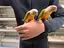 Immagine 1