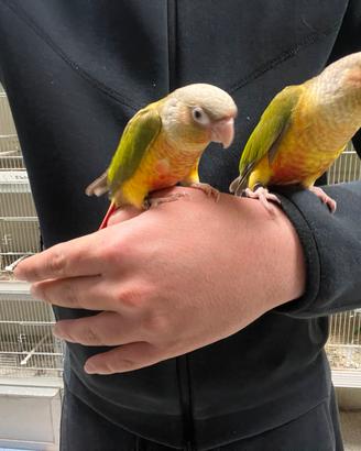 Pulli parrocchetti pappagalli allevati a mano