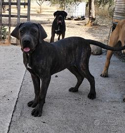 cane corso 