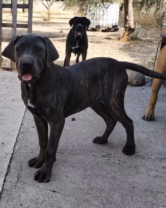 cane corso 