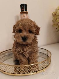 Maltipoo red