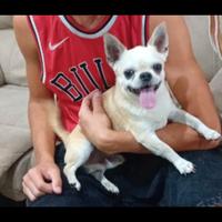 Chihuahua maschio
