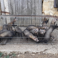 Furetti non mordaci di 3 mesi