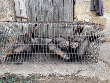 Furetti non mordaci di 3 mesi