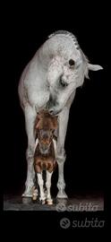 Cavallo Maniscalco