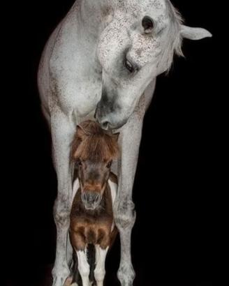 Cavallo Maniscalco