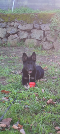 Pastore tedesco cucciola