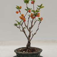 Prebonsai di melo disponibile spedisco