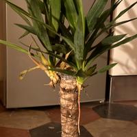 Tronchetto drlla felicita’ pianta da interno